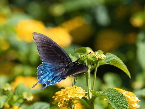 black butterfly with shimmering blue wing bottoms atop a yellow flower