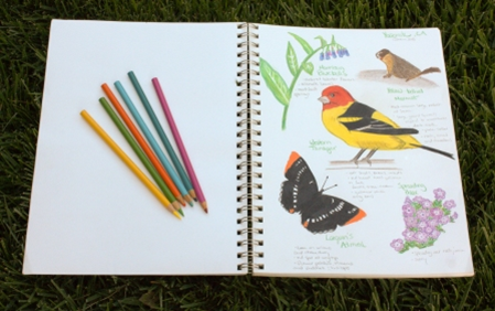 nature journal with colored pencil drawings of a yellow bird and black butterfly