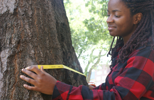 young woman measures a tree trunk