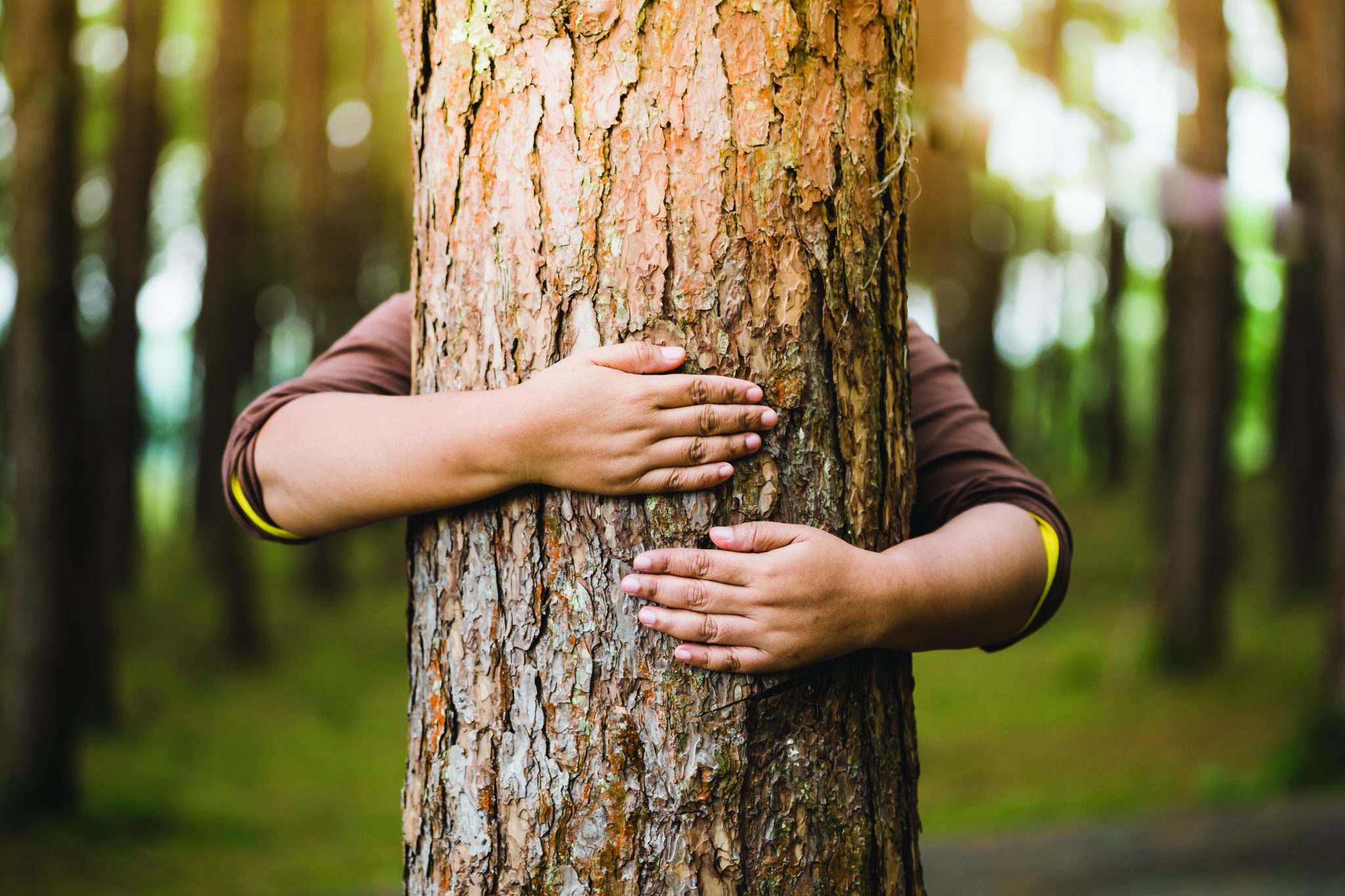 The Memory Tree - Project Learning Tree