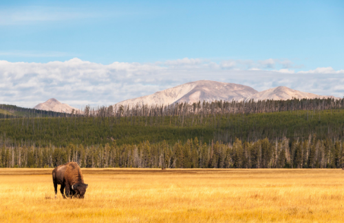 Buffalo standing in grassy plains of yellowstone national park