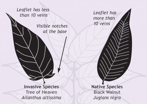 illustrations_compare_invasive_species_tree_of_heaven_native_species_black_walnut