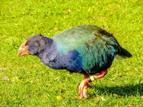 Lazarus species the Takahe bird, New Zealand