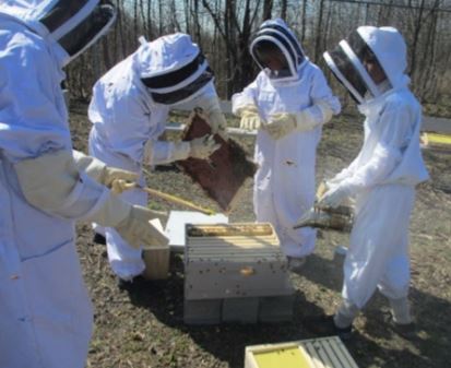students care for the school beehive