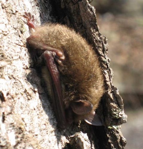 little brown bat sleeping under tree bark