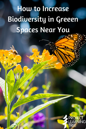 how to increase biodiversity in green spaces near you monarch butterfly and bee atop a flowering plant