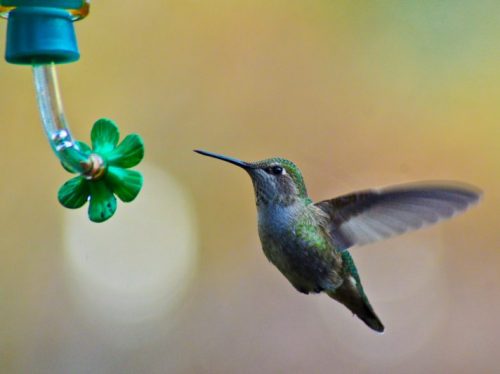 hummingbird approaches a bird feeder