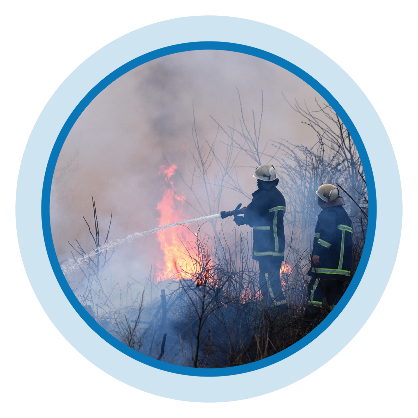 firefighters work to extinguish a fire in a field full of small trees and brush