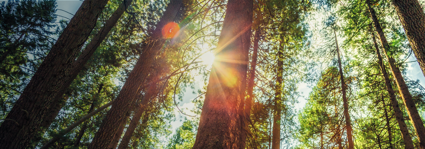 looking-up-from-the-forest-floor