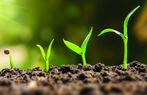 seedling in different stages of growth