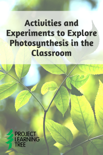 Activities And Experiments To Explore Photosynthesis In The Classroom Project Learning Tree