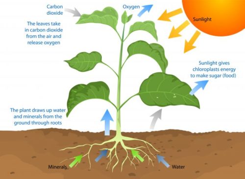 illustration of how photosynthesis works with a plant taking in carbon dioxide and releasing oxygen