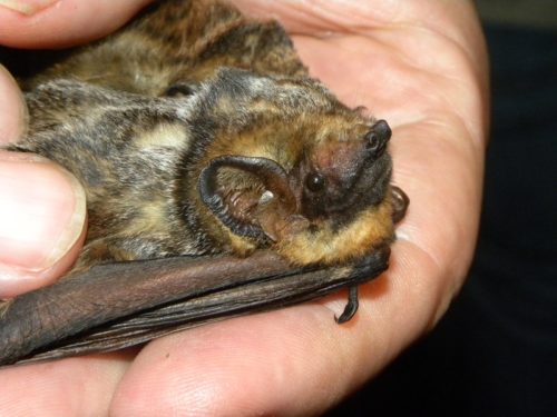 Hawaiian Hoary bat in the palm of a human hand