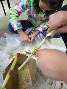 Child scraping bark to make kinnickinnik