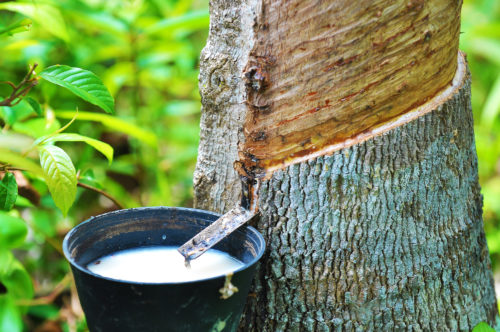 Rubber latex of rubber tree