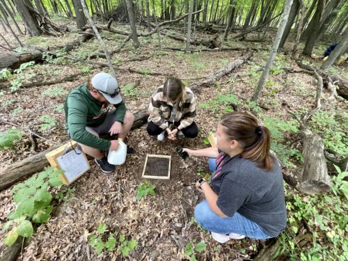 a group of educators crouch below fallen leaves in a forest and examine a screen laying on the ground
