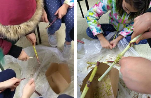 Scraping bark to make kinnickinnik