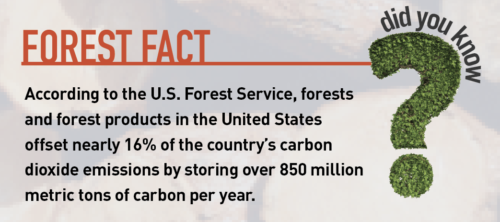 Forest Fact carbon offsets