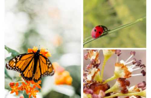 Three images in a collage: one of a monarch butterfly resting on an orange flower,  a red ladybug climbing on a strand of grass, and a close-up of buds from a flower 