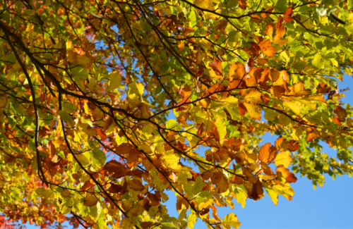 Orange and yellow leaves attached to the branches of a deciduous tree