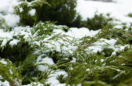 A forest green pine tree covered with a coat of white snow