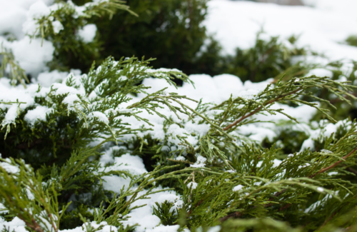 How Trees Survive Cold Winters - Project Learning Tree