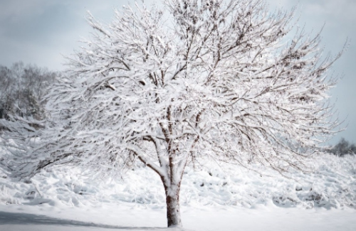 A large deciduous tree covered in snow