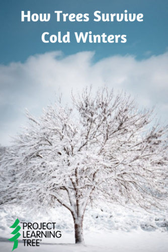 How Trees Survive Cold Winters - Project Learning Tree How Trees Survive Cold Winters - Project Learning Tree