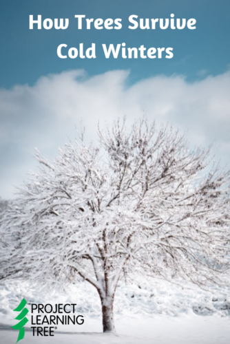 A snow-covered deciduous tree in the middle of a snowy field with the title How Trees Survive Cold Winters