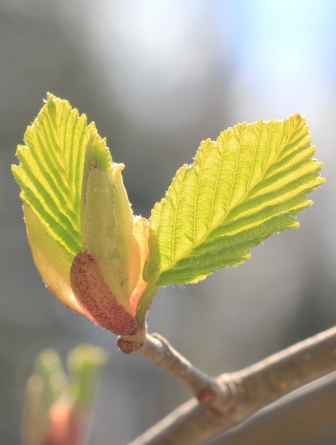 Yellow leaf growing from a bud