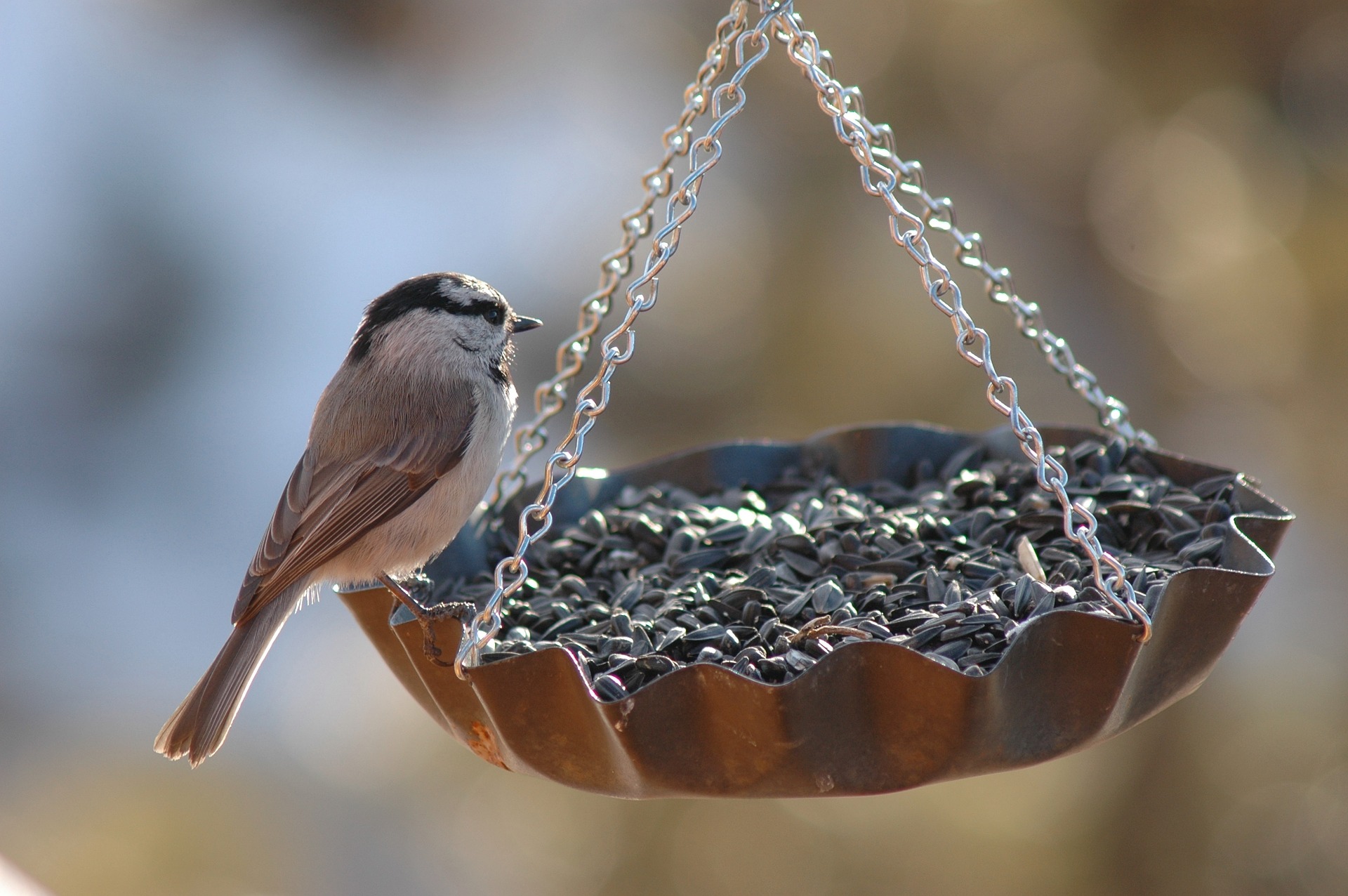 Finch on a bird feeder