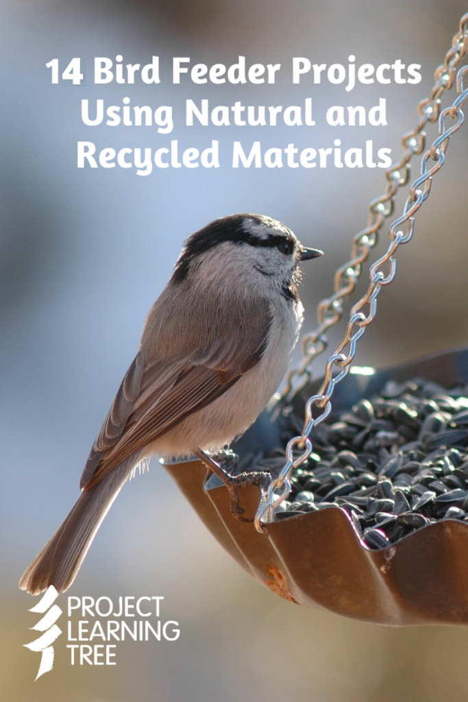 16 bird feeder projects using natural and recycled materials