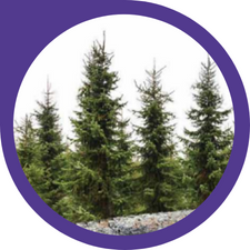 pine trees with a purple border