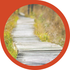 wood boardwalk surrounded by grasses