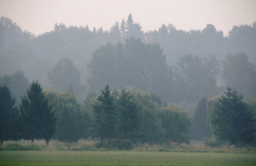 forest covered in a layer of smog