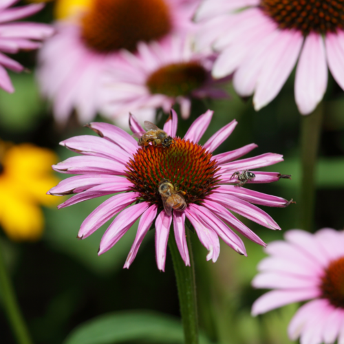 pink coneflower with three bees resting on top