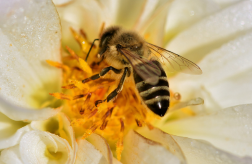 a black and yellow striped honey bee resting on a white flower drinking nectar