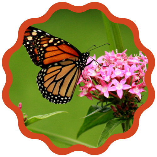 a monarch butterfly with deep orange and black borders and white spots along the edges of its wings.