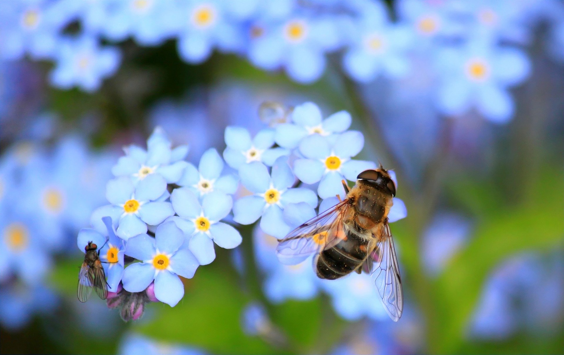 Celebrate Earth Day with Community science projects