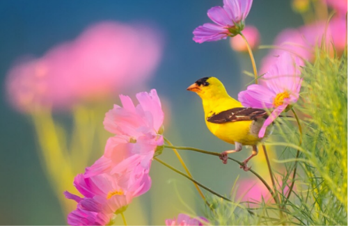 yellow bird perches atop pink flowers