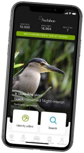 black cellphone with a bird on the screen with the options search and identify bird