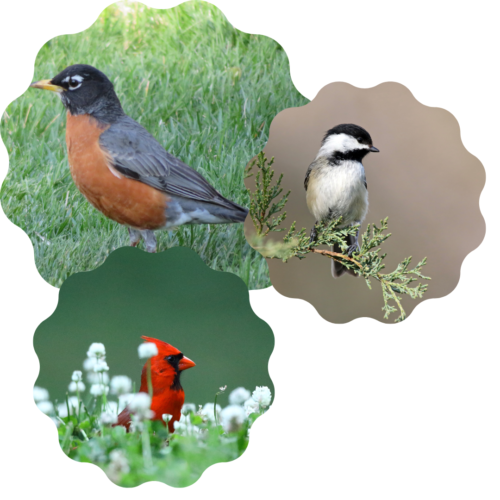 collage of birds including a brown feathered robin with orange stomach bright red cardinal in a field of white flowers and a chickadee on a tree branch