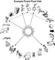 image of a food web with 24 different plants and animals that you can find in the backyard or schoolyard
