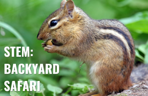 chipmunk sitting on a log eating a seed with the text STEM Backyard Safari