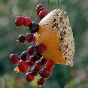 orange with grapes and birdseed
