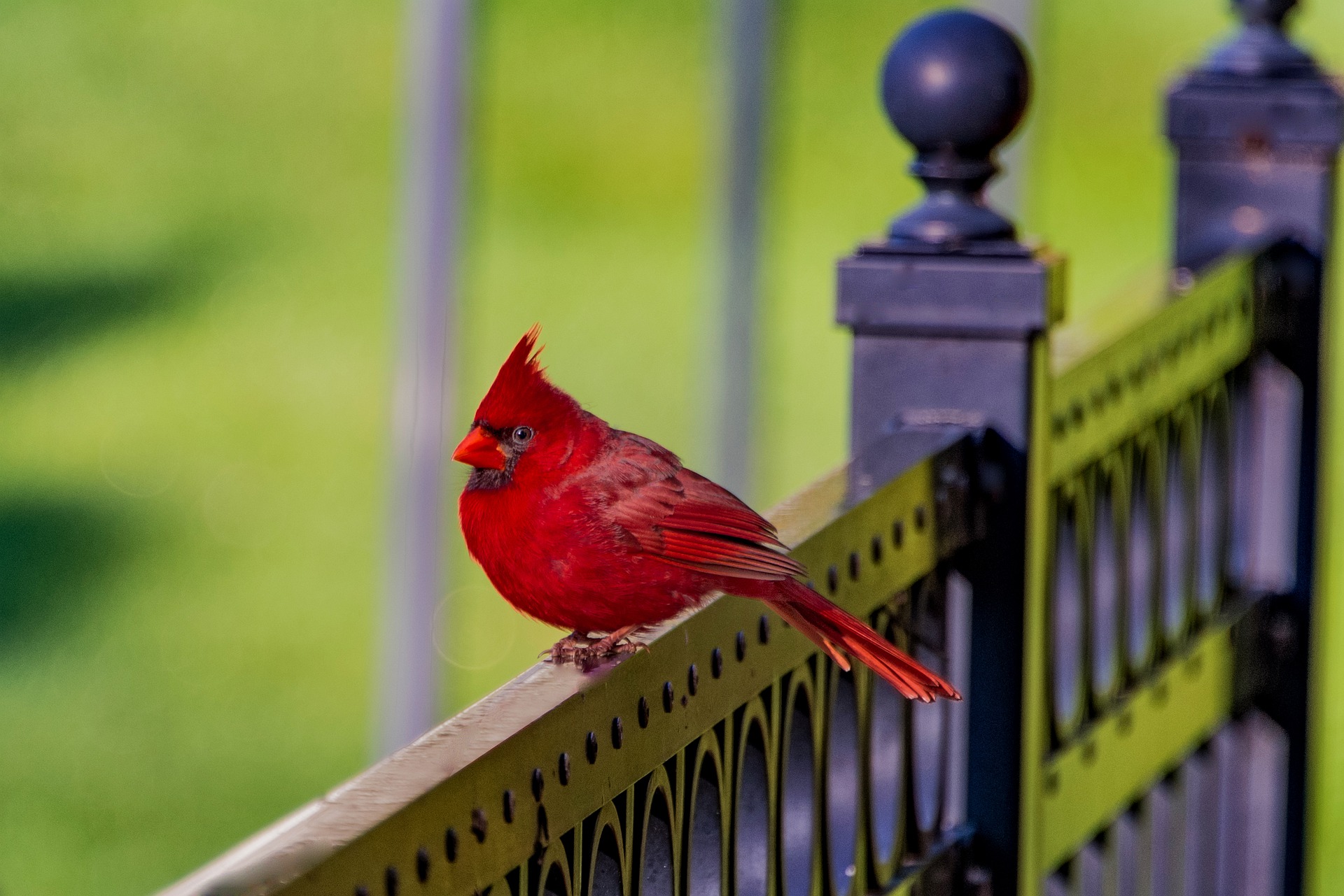 Red cardinal sitting on a fence