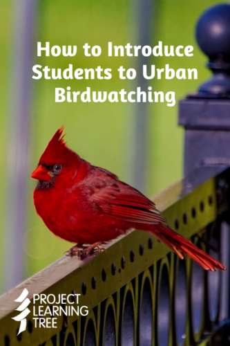 How to introduce students to urban birdwatching