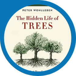 the hidden life of trees above 3 trees