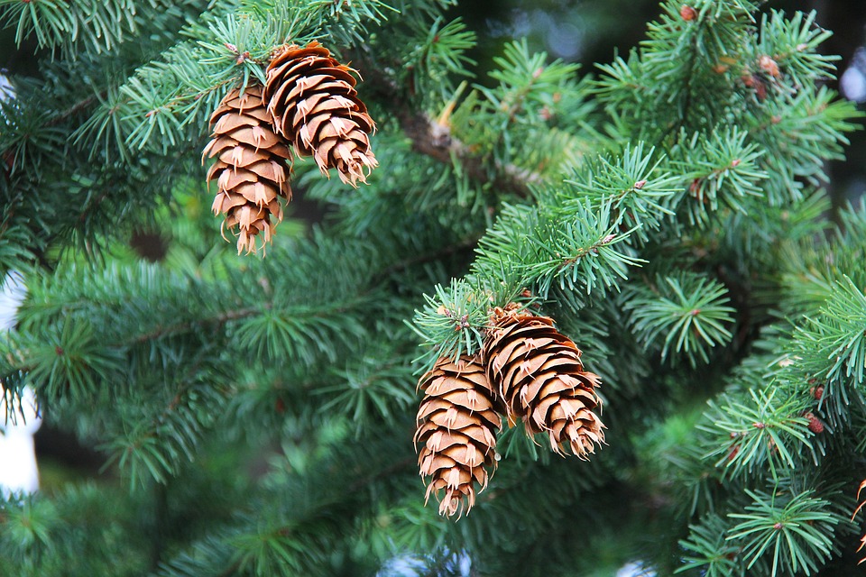 evergreen tree with pinecones