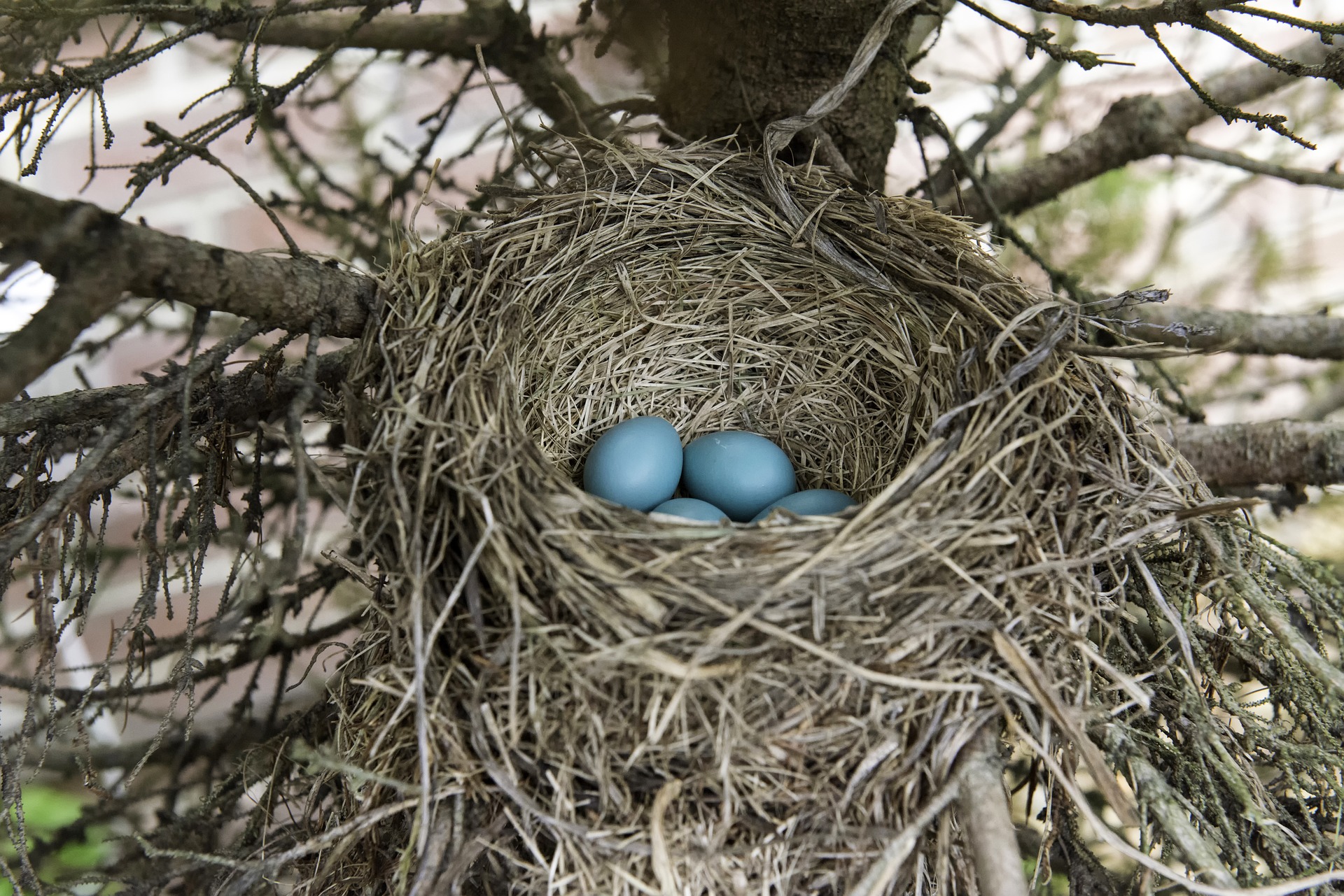 Bird nest in a tree with Robin's eggs